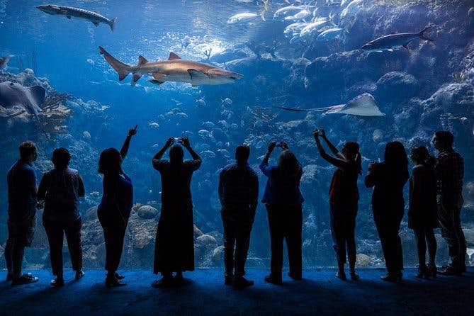 Visit the Florida Aquarium -