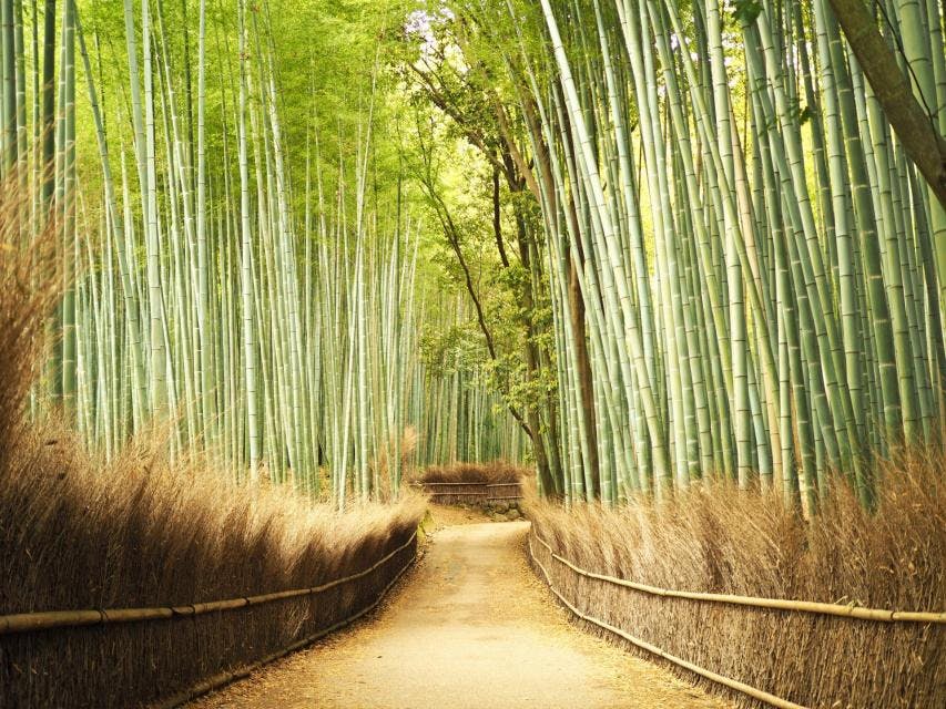Bicycle Tour of Kyoto's Bamboo Forest