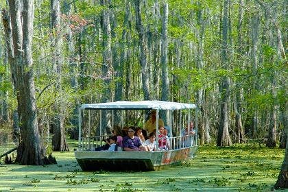Swamp Tour in the Bayou 